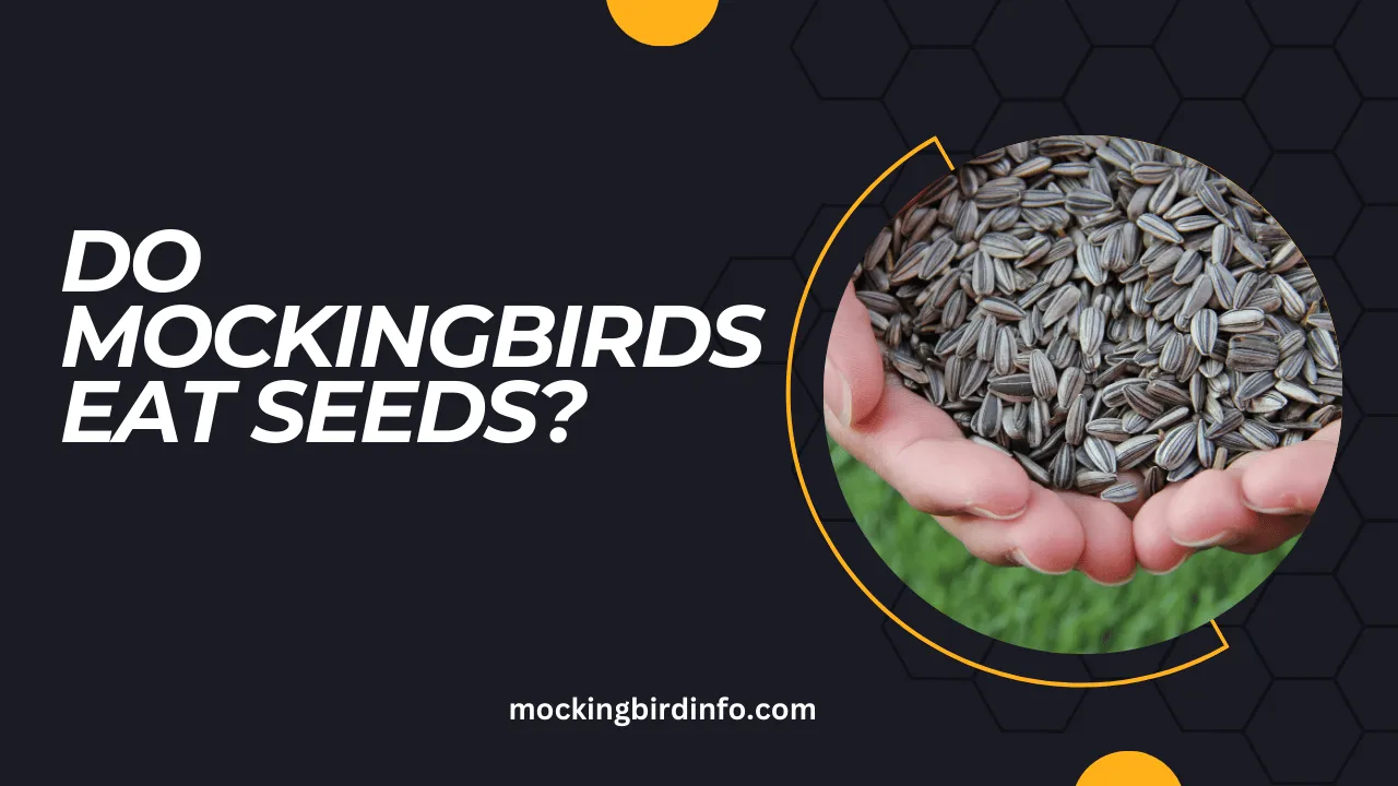 Do Mockingbirds Eat Seeds? (Answered)