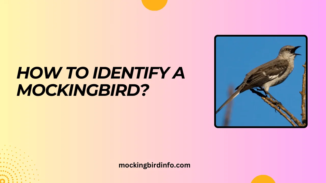 How To Identify A Mockingbird? (Answered)