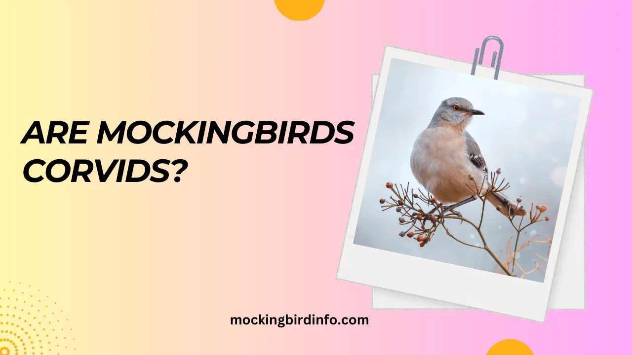 Are Mockingbirds Corvids? (Answered)