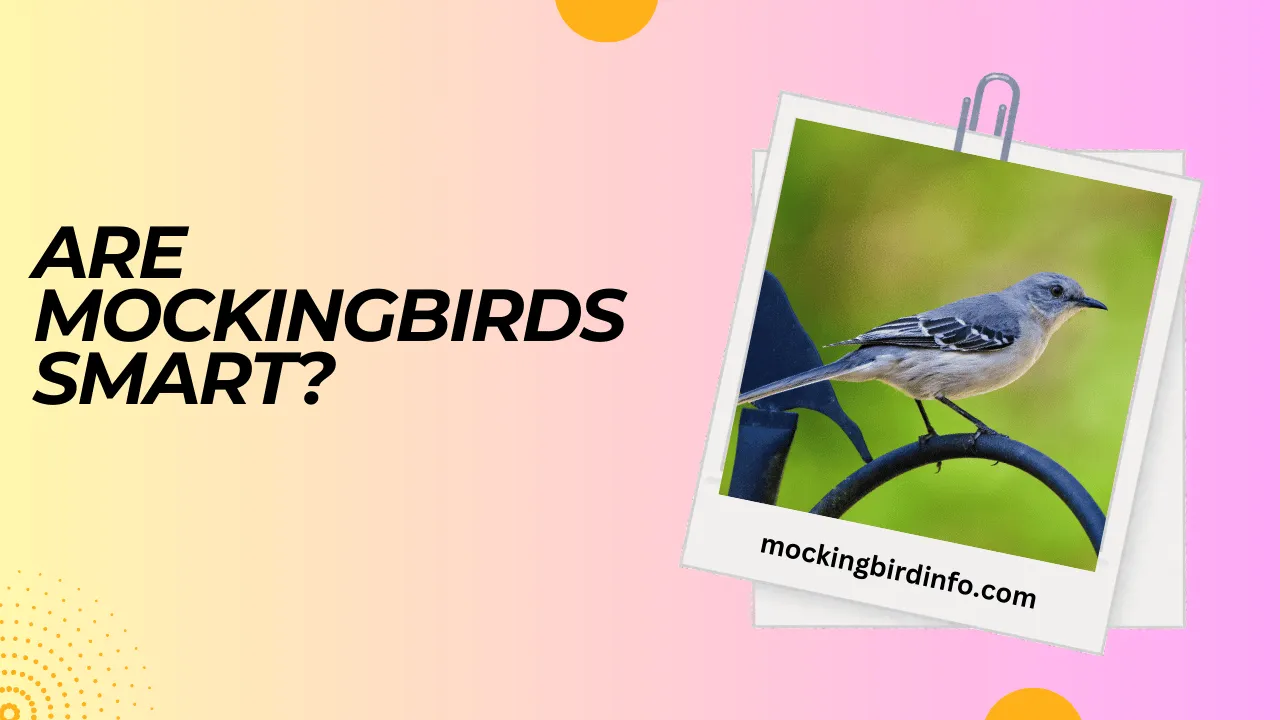 Are Mockingbirds Smart? (Explained)