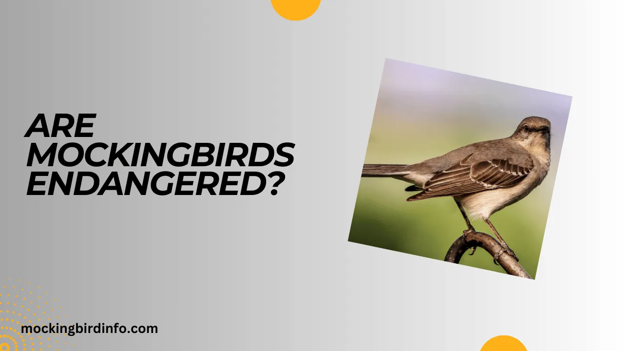 Are Mockingbirds Endangered? (Explained)