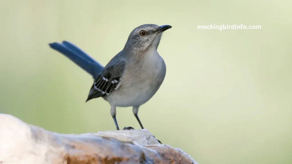 Are Mockingbirds Protected? (Explained)