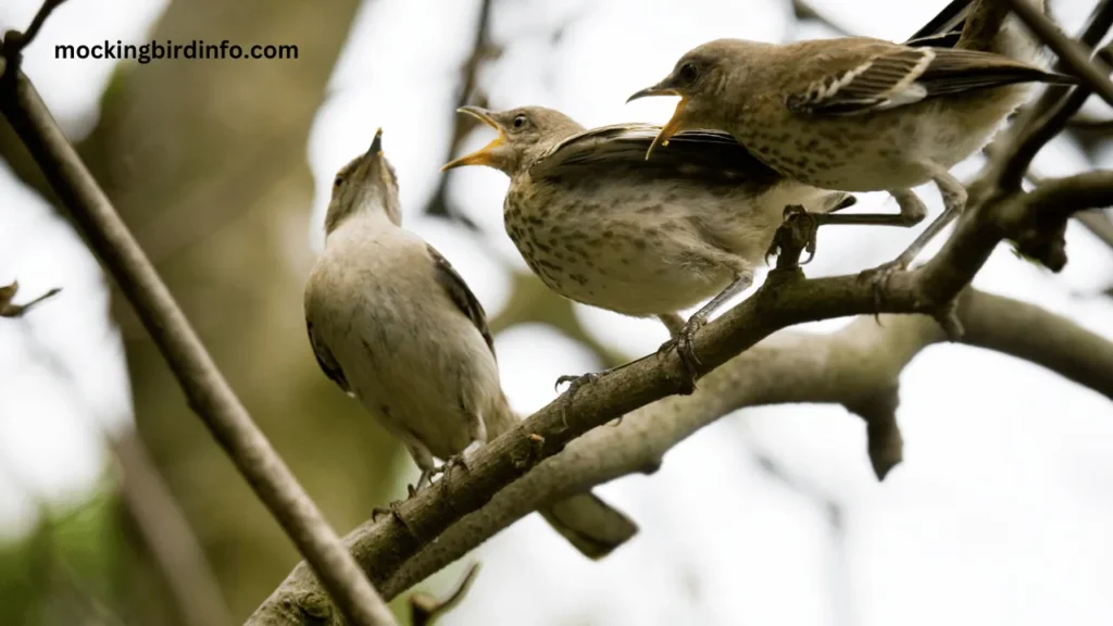 Are Mockingbirds Migratory