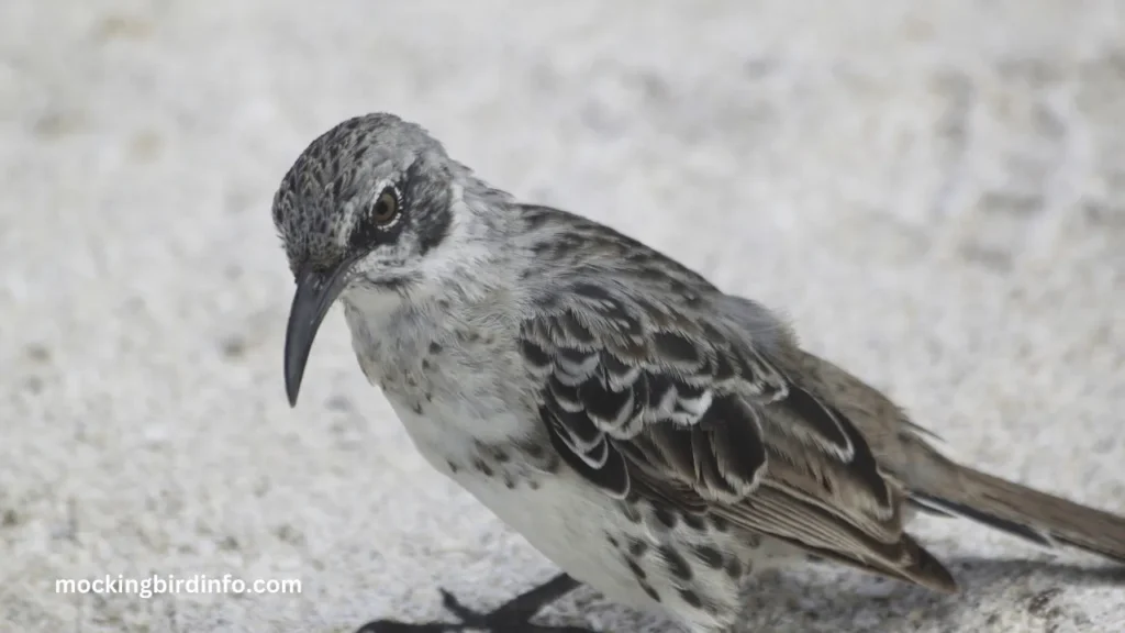 Are Mockingbirds Smart? (Explained)