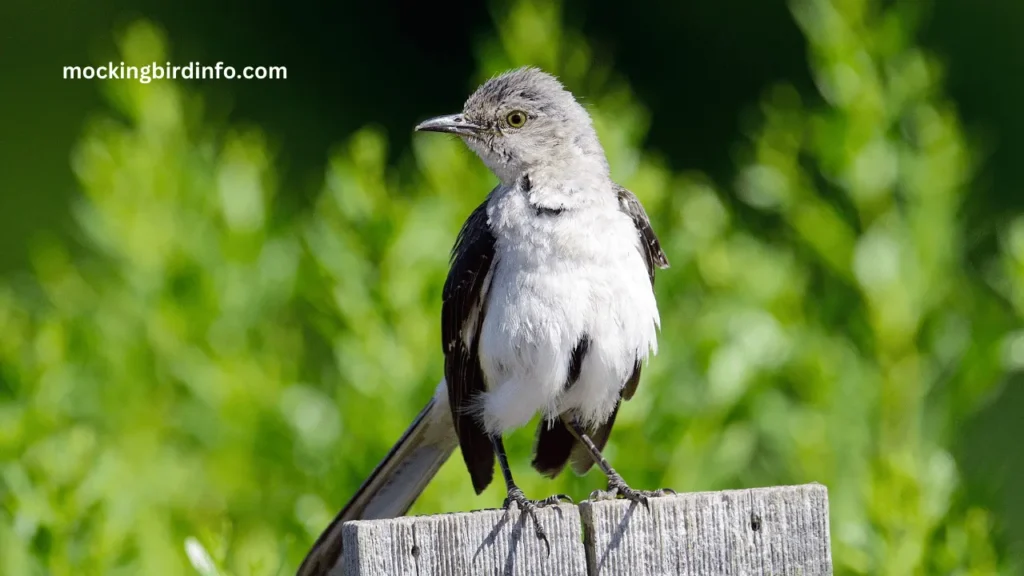 Are Mockingbirds Smart? (Explained)