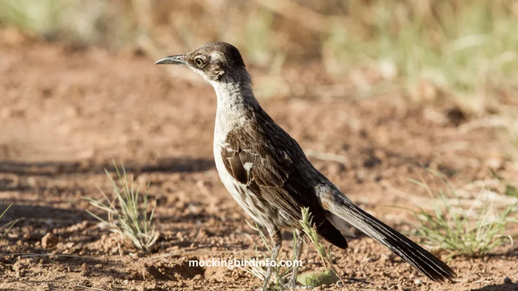 Are Mockingbirds Endangered? (Explained)