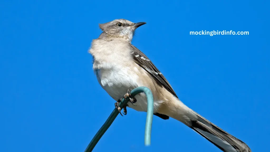 Are Mockingbirds Endangered? (Explained)