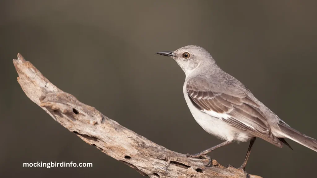 How To Identify A Mockingbird? (Answered)