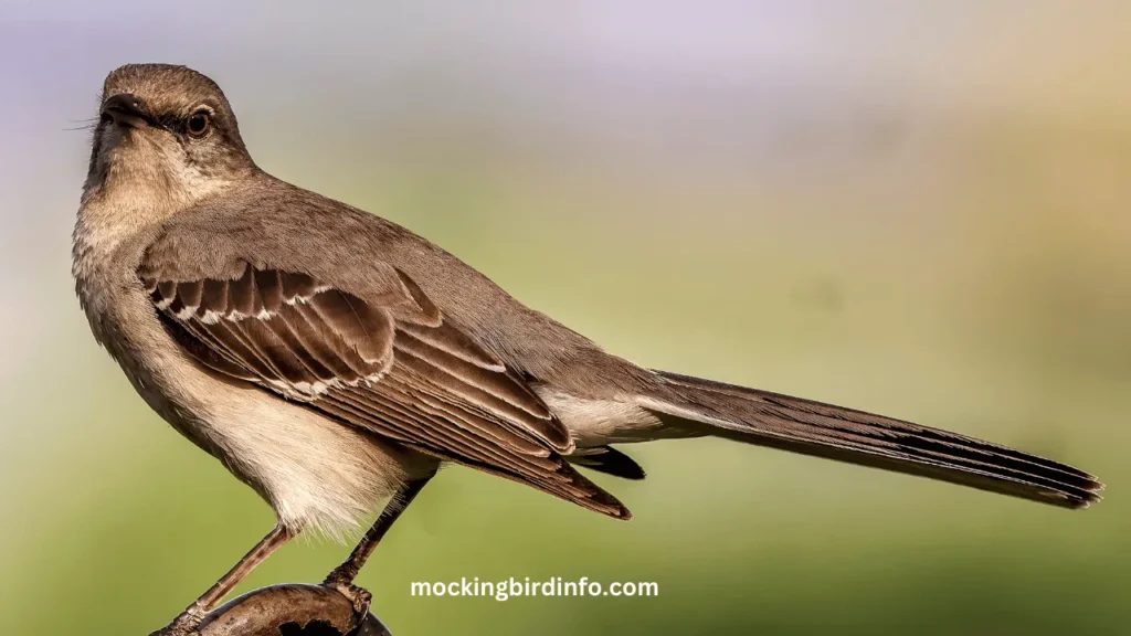 How To Identify A Mockingbird? (Answered)