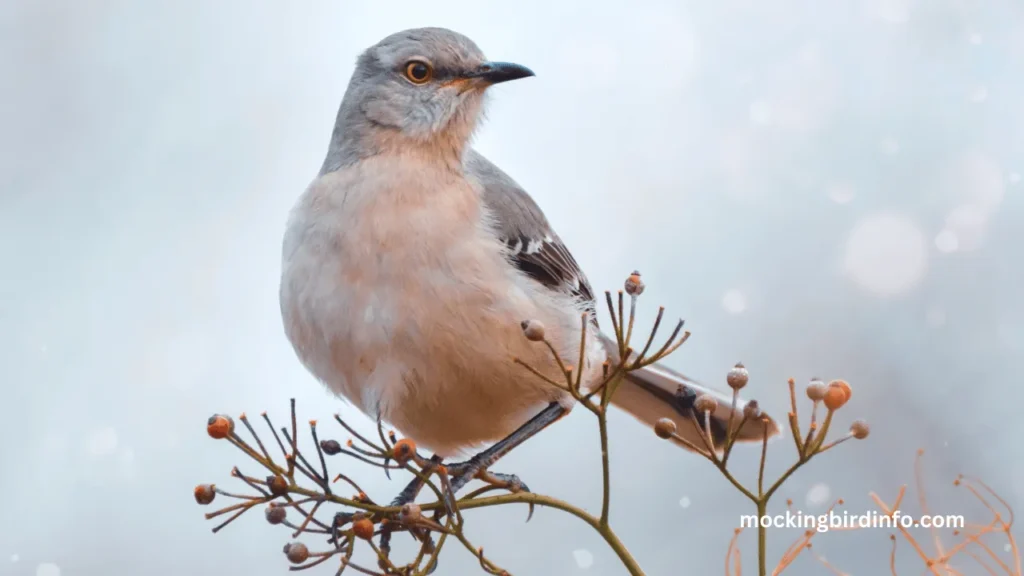 Are Mockingbirds Corvids