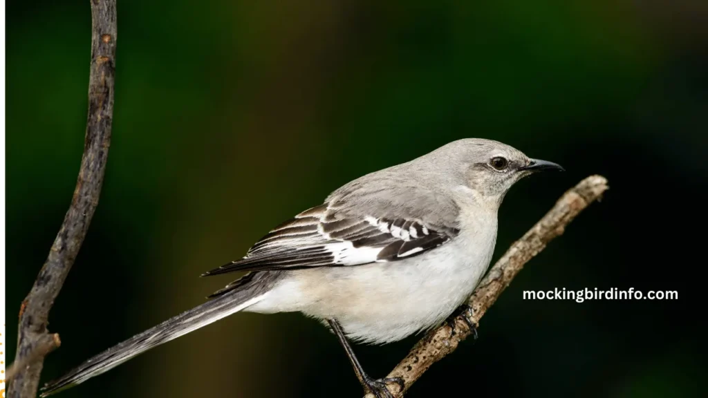 Are Mockingbirds Corvids