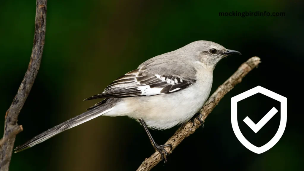 Are Mockingbirds Protected