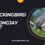 Is Mockingbird And Mockingjay Same