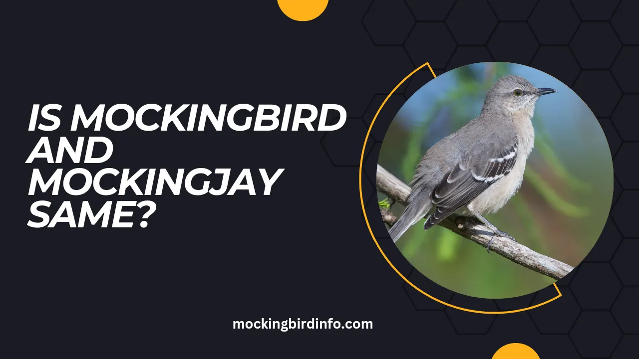 Is Mockingbird And Mockingjay Same