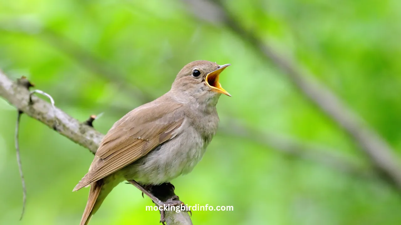 Mockingbird Info