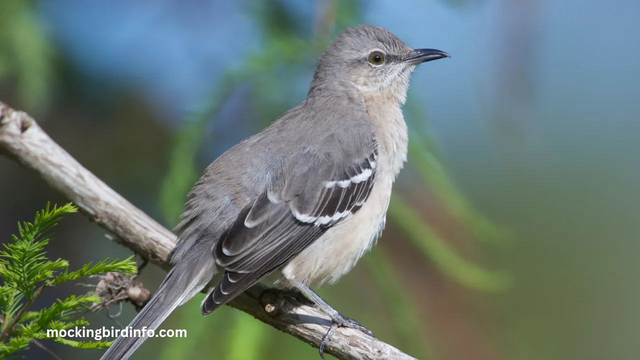 Mockingbird Info