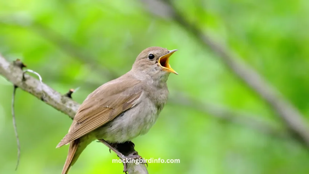 Difference Between Mockingbird and Nightingale? (Answered)