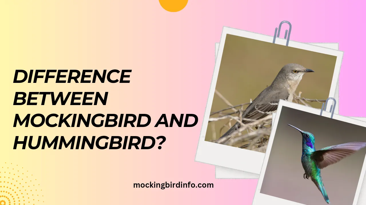 Mockingbird Info