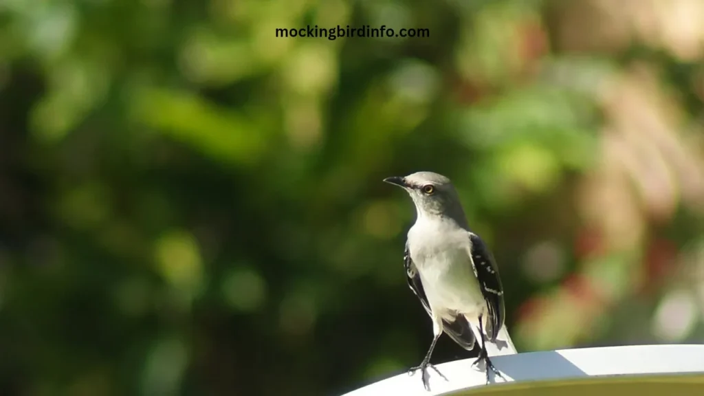 Difference Between Mockingbird And Hummingbird? (Explained)