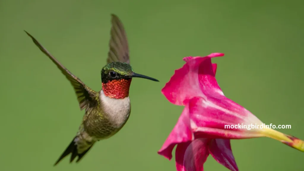 Difference Between Mockingbird And Hummingbird? (Explained)