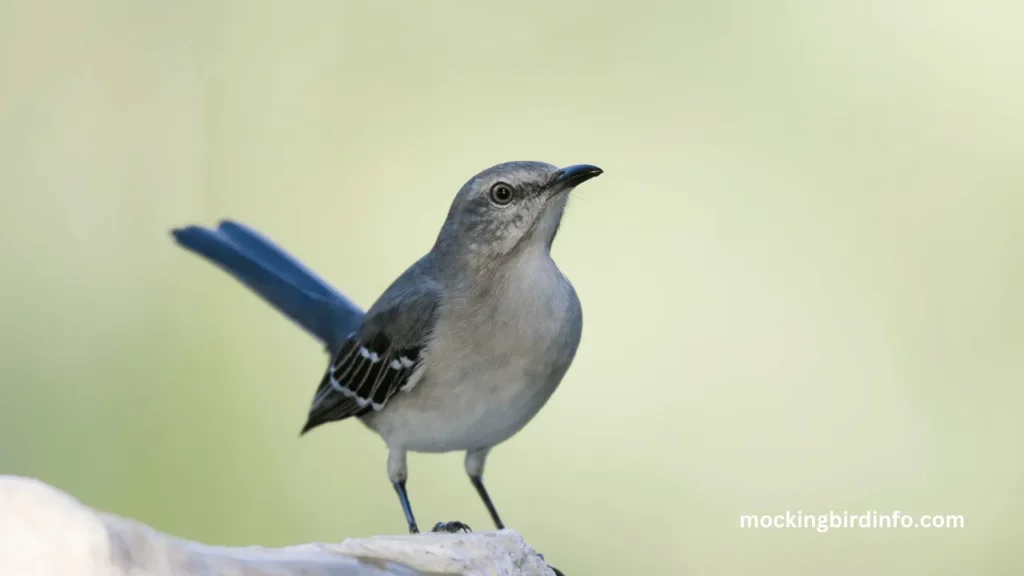 Are Mockingbirds Aggressive