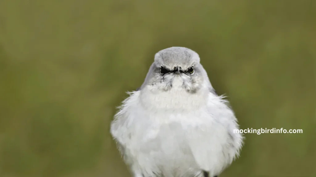 Are Mockingbirds Aggressive