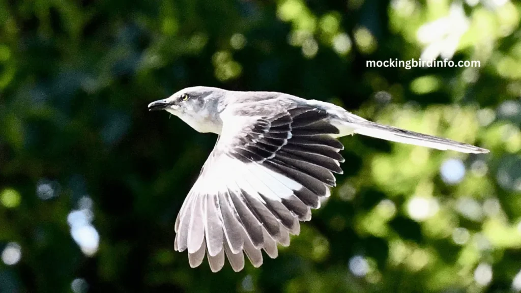 Are Mockingbirds Aggressive To Humans