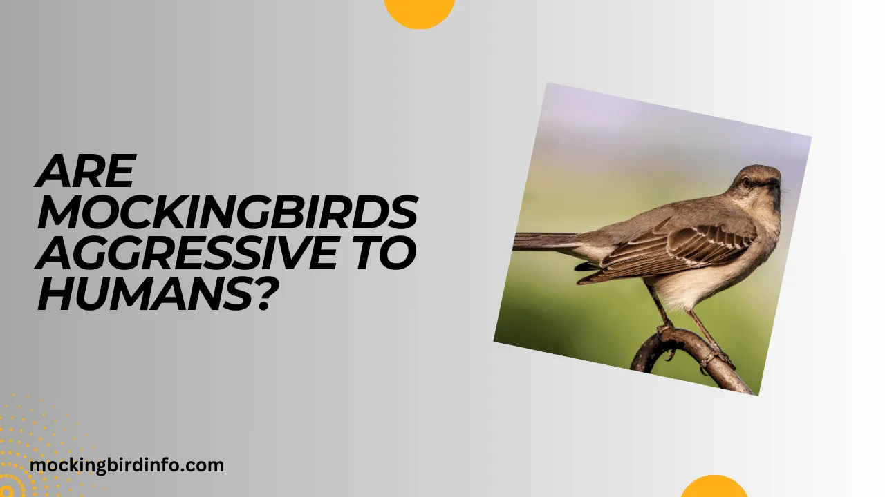 Are Mockingbirds Aggressive To Humans