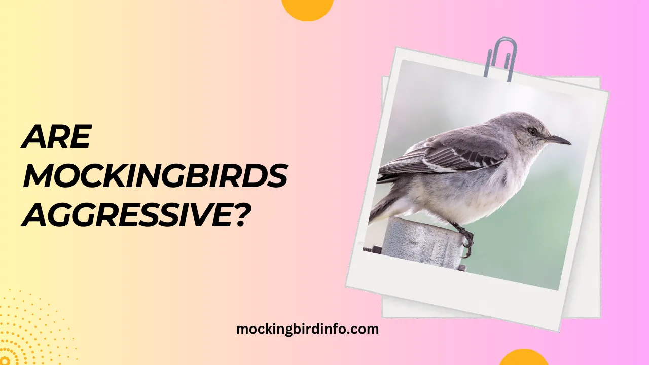 Are Mockingbirds Aggressive