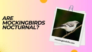 Are Mockingbirds Nocturnal