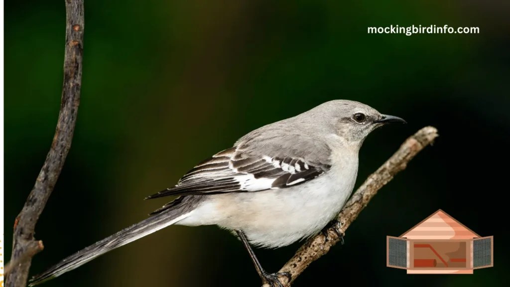 Can Mockingbirds Be Pets