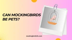 Can Mockingbirds Be Pets