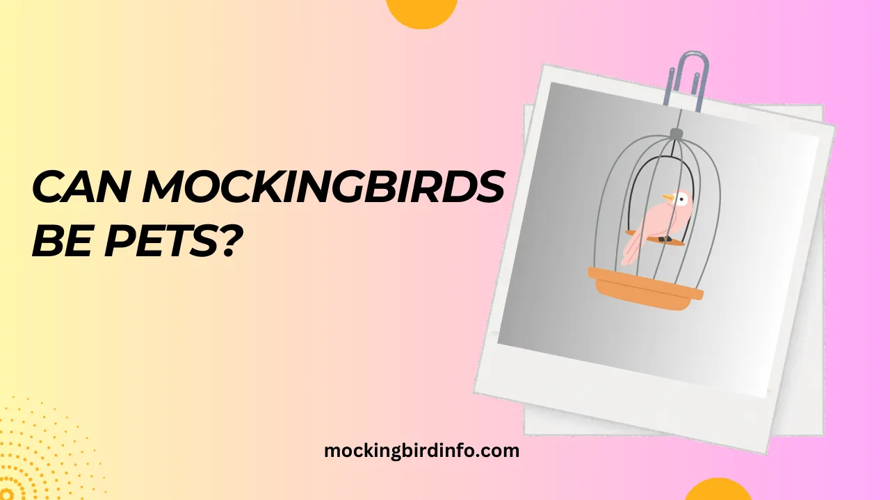 Can Mockingbirds Be Pets