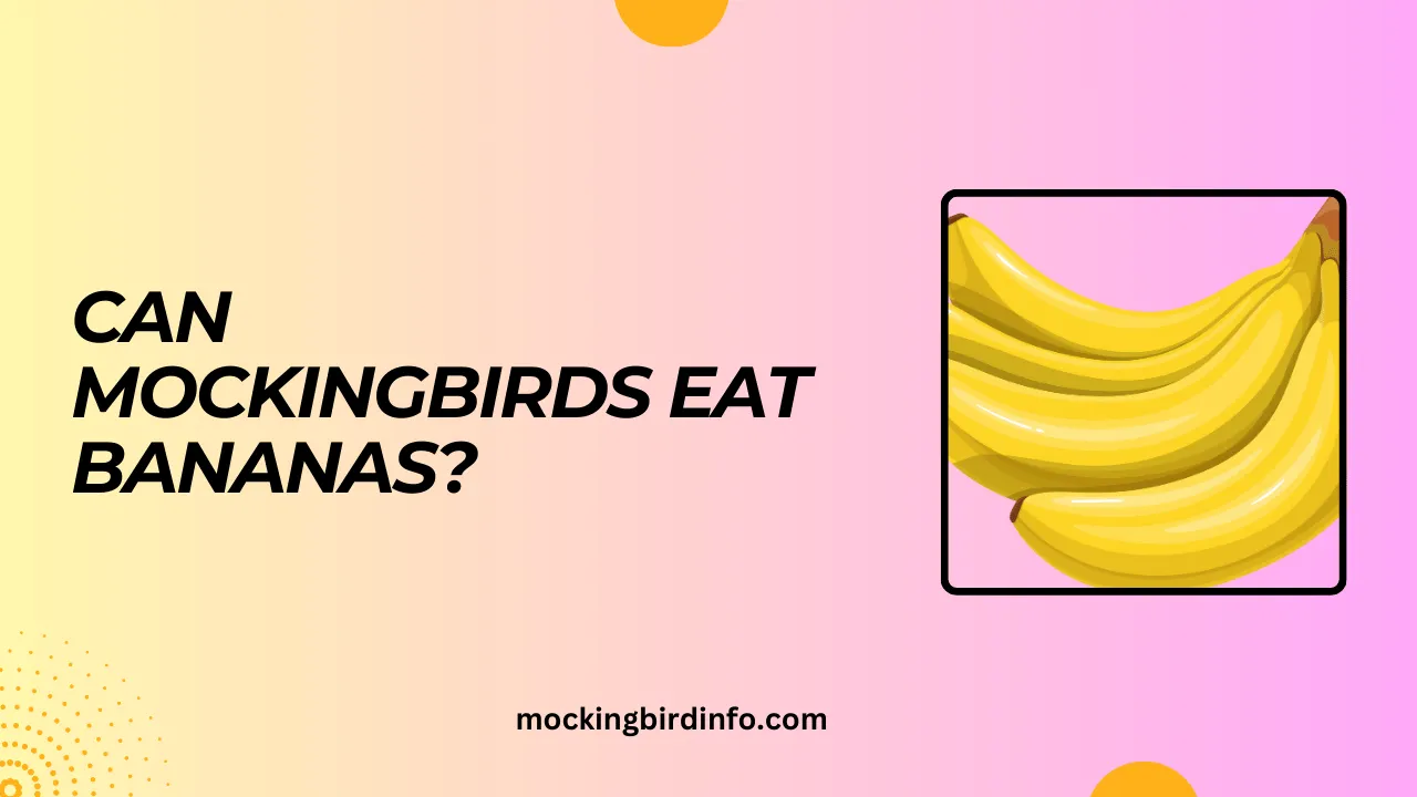 Can Mockingbirds Eat Bananas