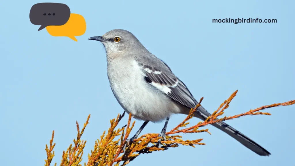 Can Mockingbirds Talk