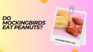 Do Mockingbirds Eat Peanuts