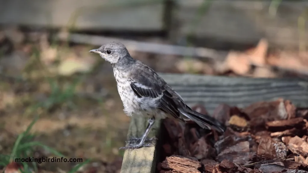 Do Mockingbirds Kill Other Birds?(Answered)