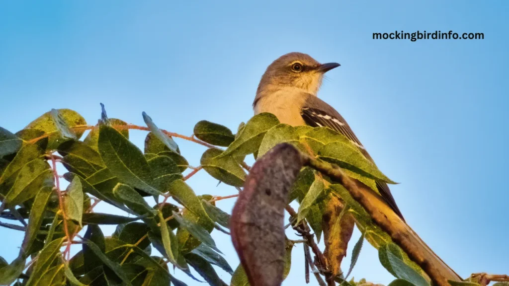 Do Mockingbirds Kill Other Birds?(Answered)