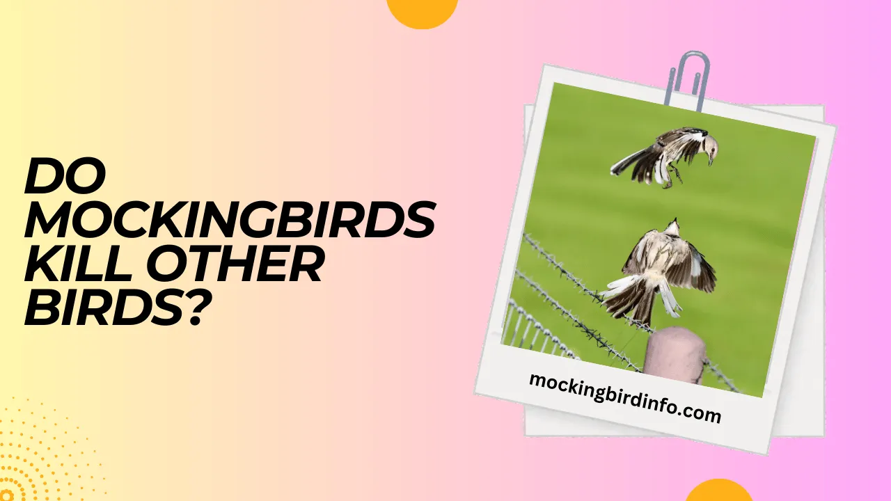 Do Mockingbirds Kill Other Birds