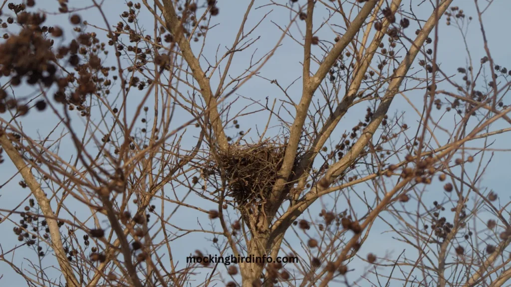 Do Mockingbirds Lay Eggs In Other Nests? (Explained)