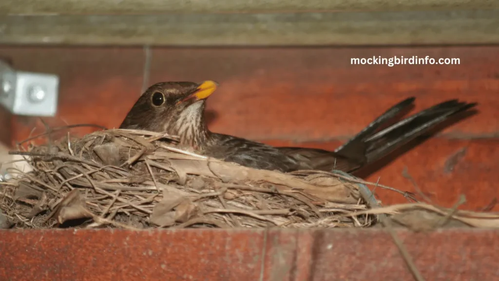 Do Mockingbirds Lay Eggs In Other Nests