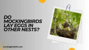 Do Mockingbirds Lay Eggs In Other Nests