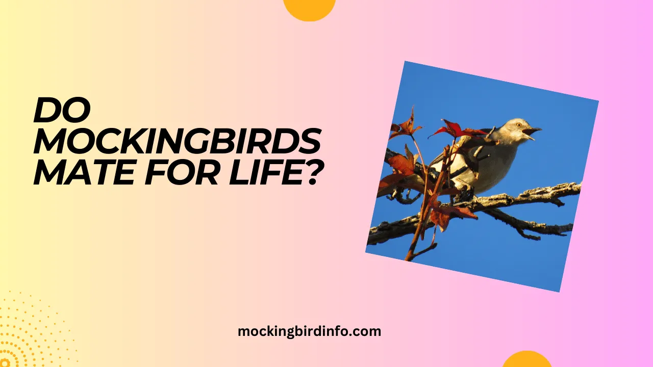 Do Mockingbirds Mate For Life