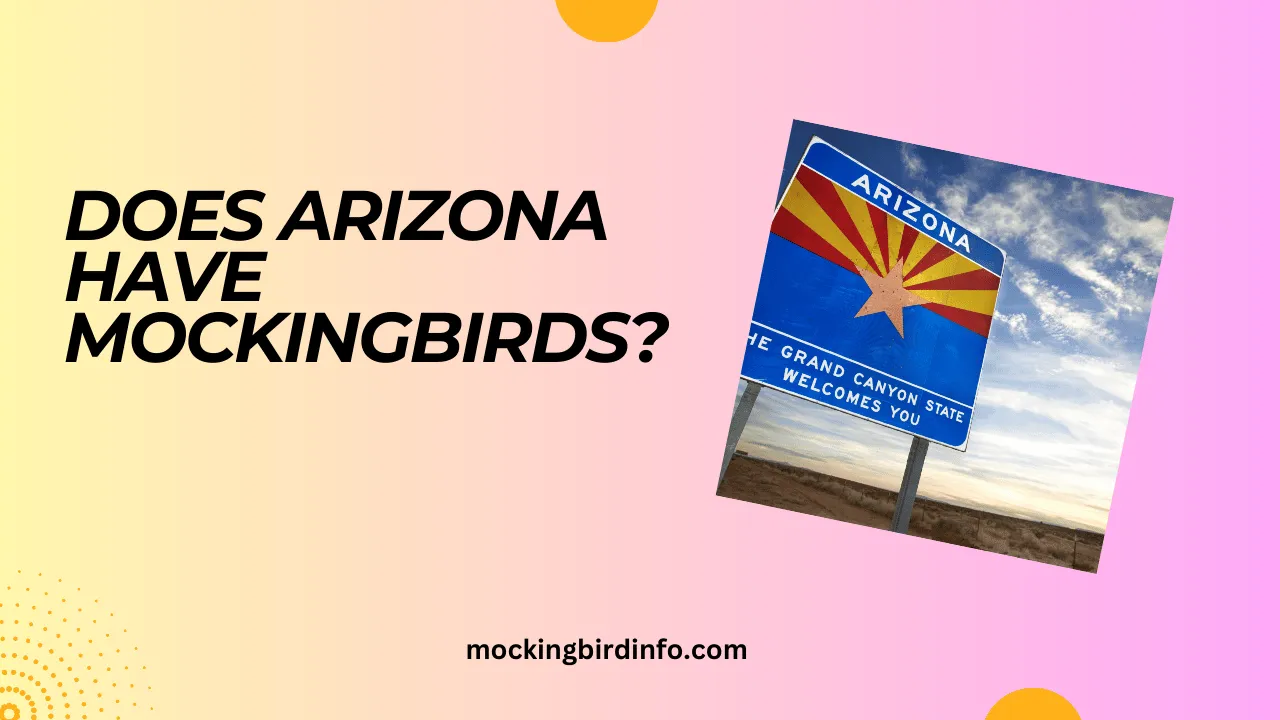 Does Arizona Have Mockingbirds