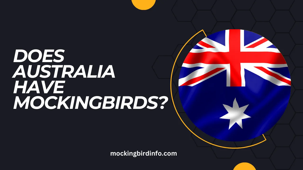 Does Australia Have Mockingbirds