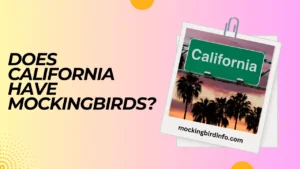 Does California Have Mockingbirds