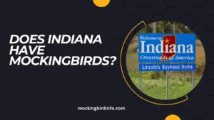 Does Indiana Have Mockingbirds