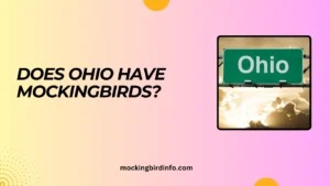 Does Ohio Have Mockingbirds