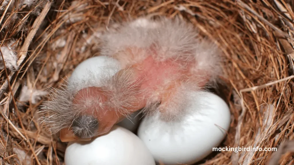 How Long Does It Take For Mockingbird Eggs To Hatch