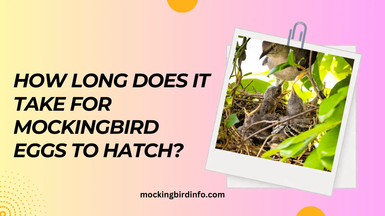 How Long Does It Take For Mockingbird Eggs To Hatch